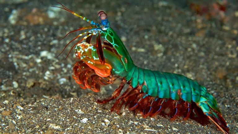 Cámaras adaptadas a la supervelocidad captan el ataque de uno de los animales más rápidos de la naturaleza