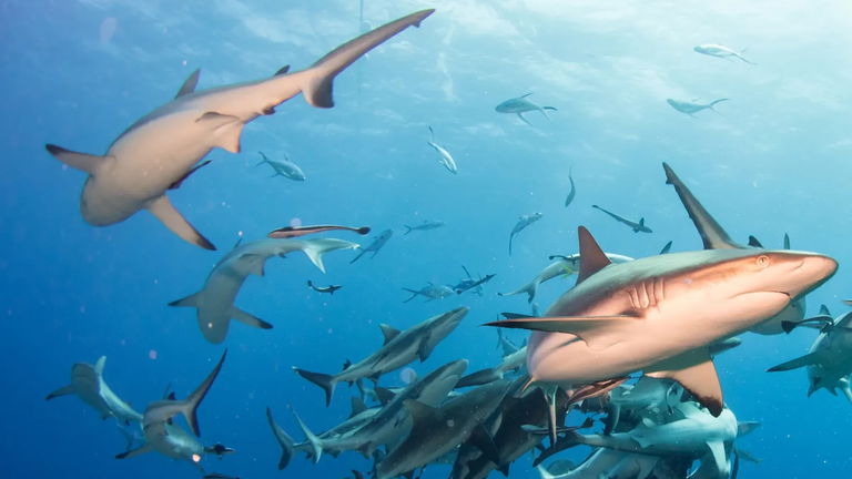 Cuántos ataques de tiburones se han registrado en España y dónde han ocurrido