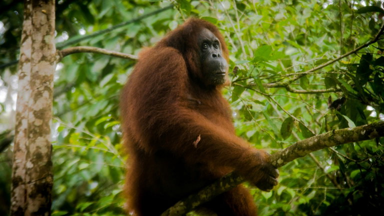 Conmoción en el reino animal: un orangután habría utilizado plantas medicinales para curarse una herida