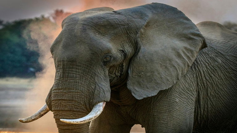 La loca historia de cómo el rey de Francia tuvo un elefante africano viviendo entre lujos en su palacio