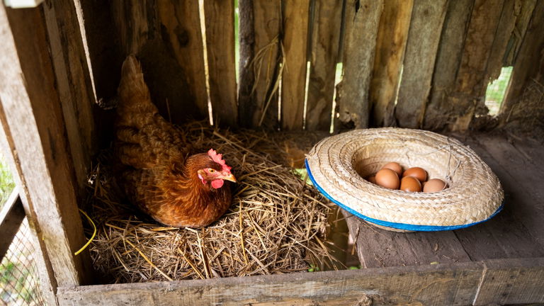 Qué fue primero, ¿el huevo o la gallina? Explicación sencilla según la ciencia