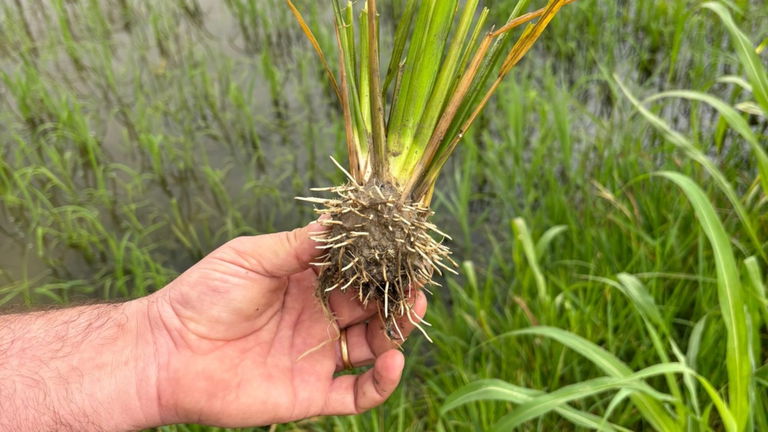 Era el primer cultivo de arroz modificado, pero unas personas lo acaban de destrozar
