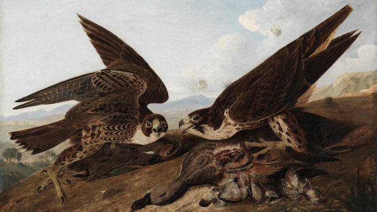 El curioso método de este experto en aves para conocerlas mejor: se las comía para ver a qué sabían