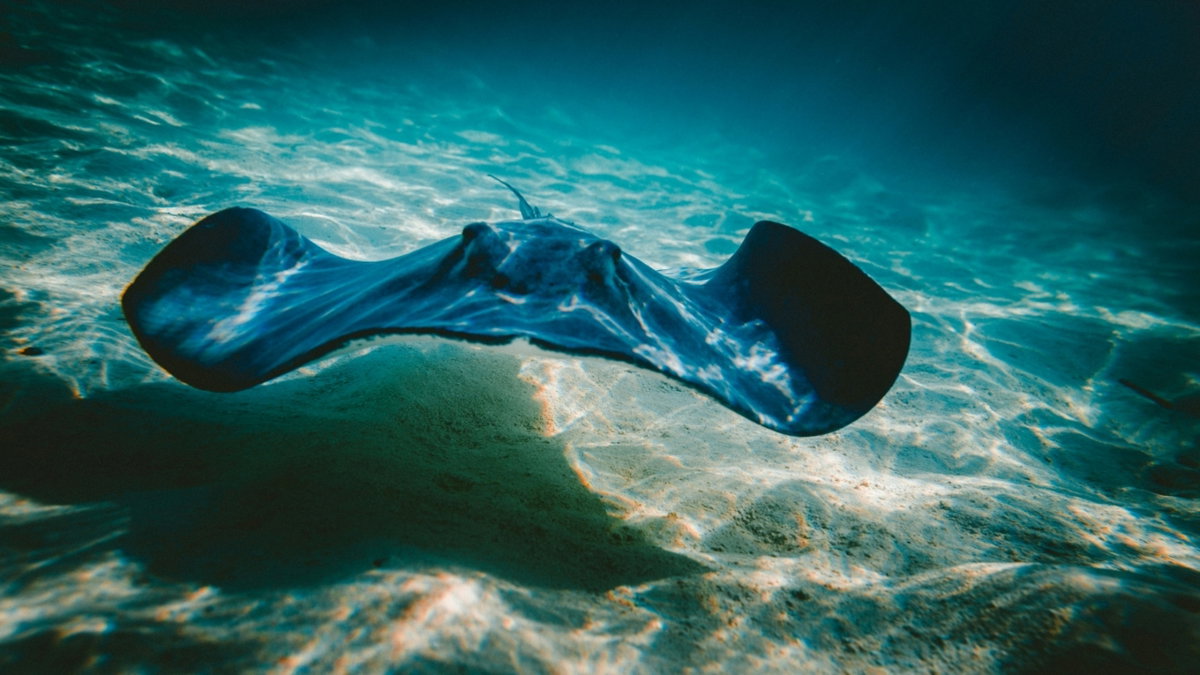 Científicos descubren la triste realidad de la mantarraya embarazada en ...