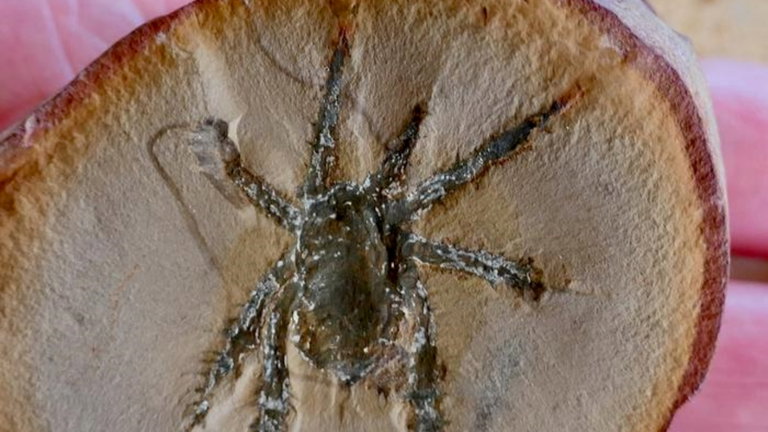 Encuentran el fósil de una rara especie de araña que los paleontólogos no saben clasificar