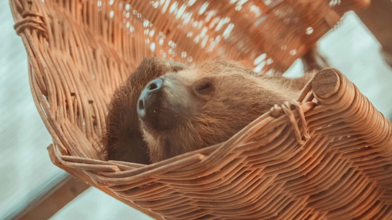 Los zoos de este país han quedado cerrados para siempre y son buenas noticias para los animales
