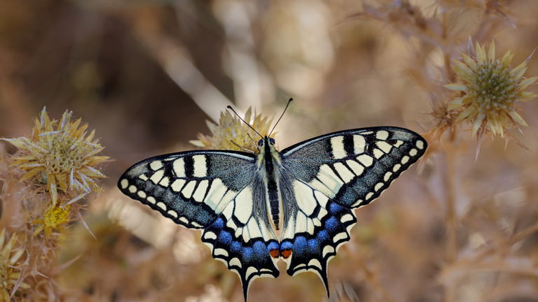 Las 5 especies de mariposas más raras que existen en el planeta