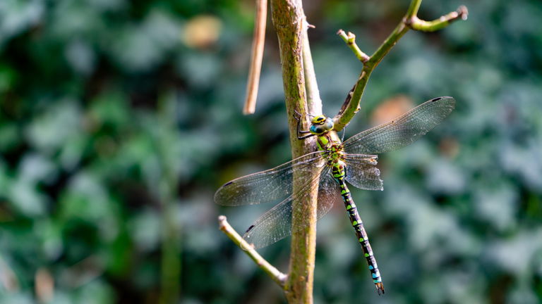 Los 10 insectos más grandes que existen ahora mismo: hasta 64 centímetros