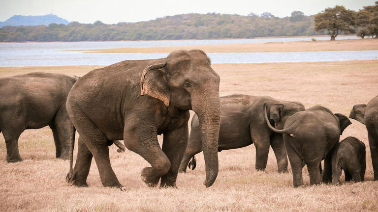 Le llaman Emperador, es el elefante más alto que hay en Asia y también el más peligroso de todos