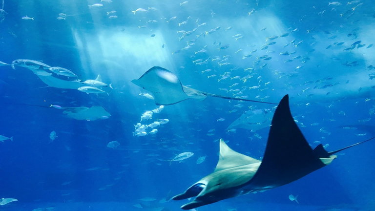 China quiere un ejército de drones submarinos espías. Lo más gracioso es que se parecen a este animal marino