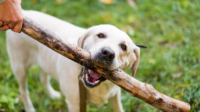 Por qué los perros tienen el hocico frío: así lo explica la ciencia
