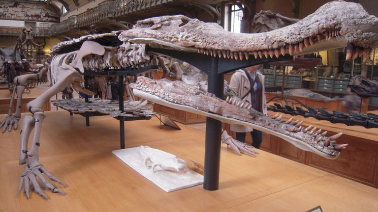 Qué le pasó al Sarcosuchus, el gigantesco cocodrilo de 12 metros que se extinguió hace 100 millones de años