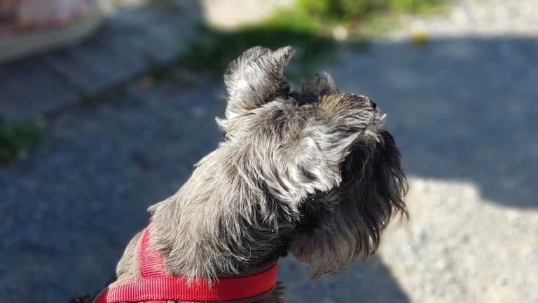 La domesticación de este animal ha influido mucho más de lo que te piensas en el ser humano