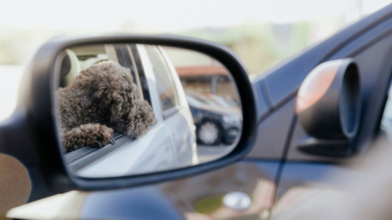 Tu perro no se mira en los espejos. En realidad está haciendo una cata olfativa