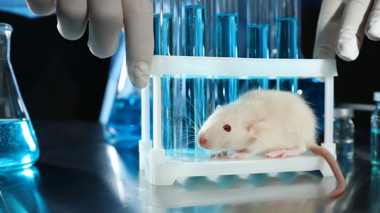 6 animales que han sido creados por el hombre en un laboratorio