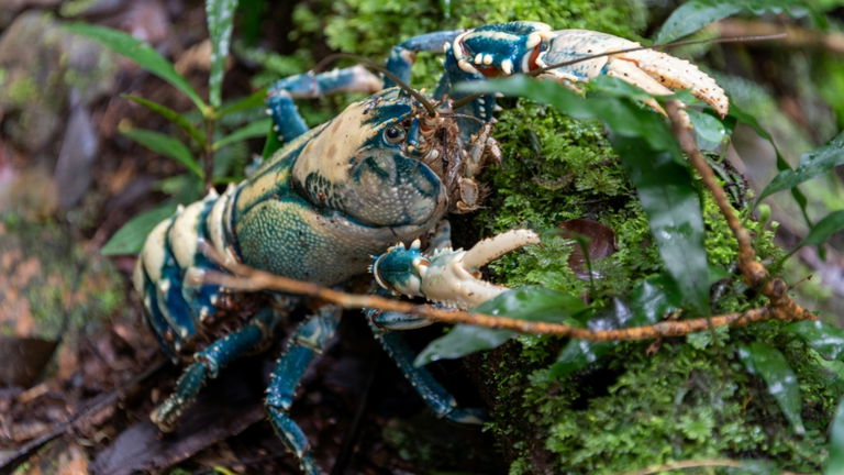 La razón por la que los animales azules en la naturaleza son realmente raros