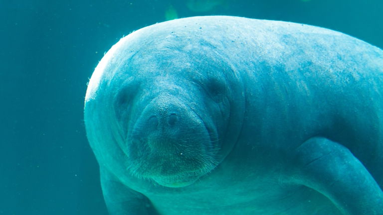 El misterio del manatí hallado en un lago artificial de Florida podría tener una solución inesperada