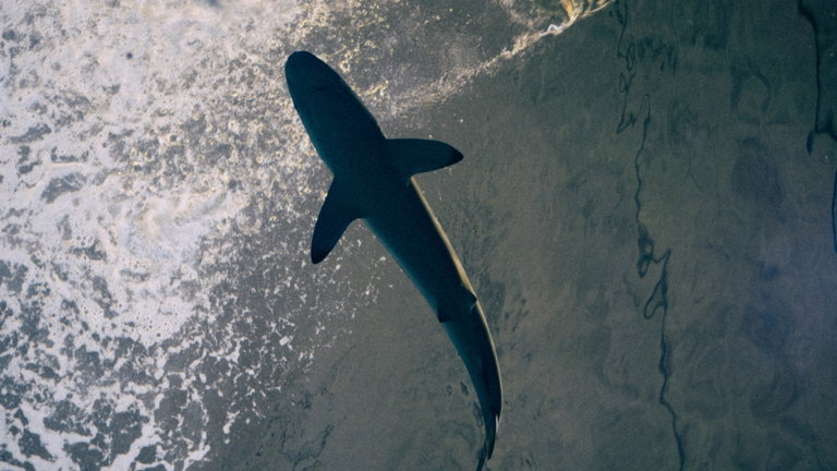 Es una curiosa especie de tiburón que habita las aguas de Brasil y ha dado positivo en cocaína