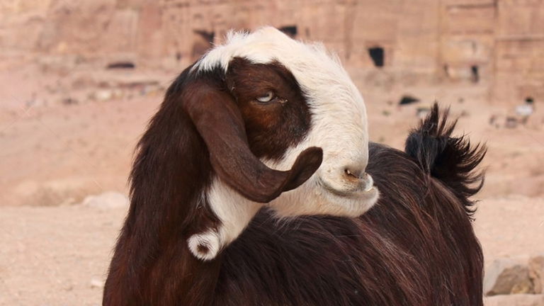Es una de las cabras más raras del mundo: llega a venderse por más de 60.000 euros