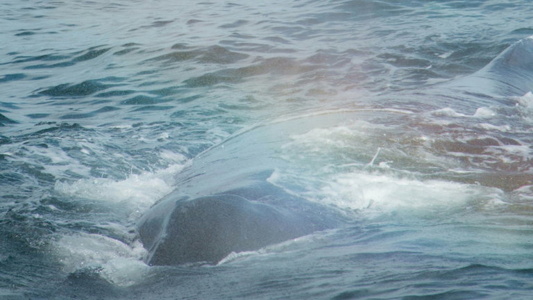 Este es el alucinante vídeo que muestra, por primera vez, a una ballena azul alimentado a una cría