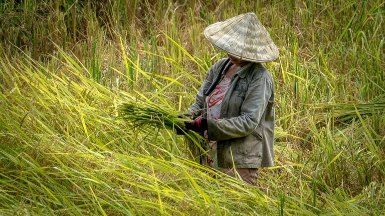 China podrá producir comida debido a esta nueva variante de arroz