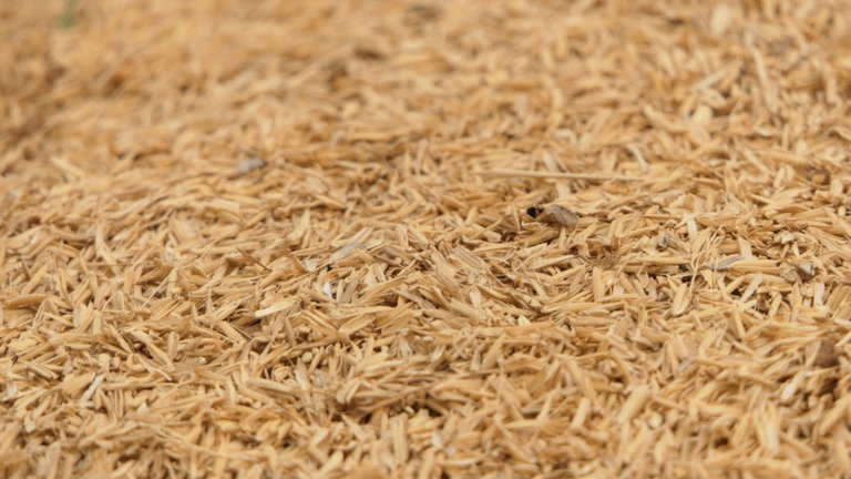 Las cáscaras de los cereales tienen ahora un uso increíble gracias a la IA: fabricación de hormigón ecológico
