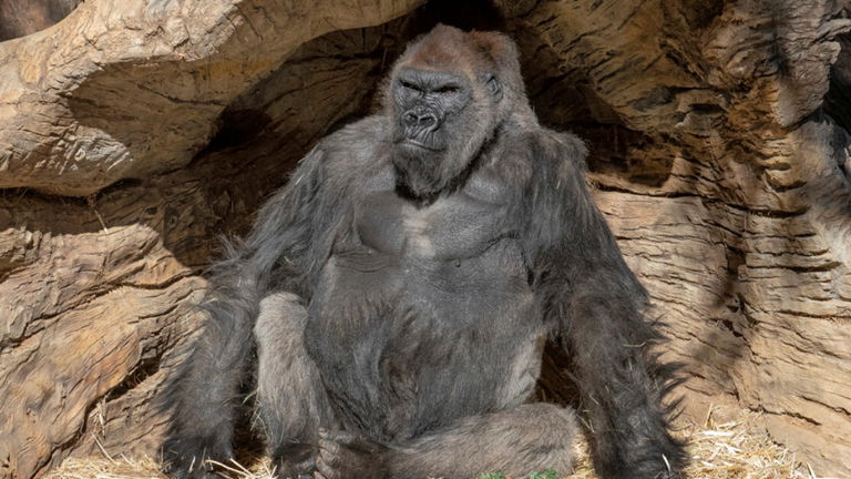 El zoo de San Diego dice adiós al gorila Winston, su habitante más ilustre