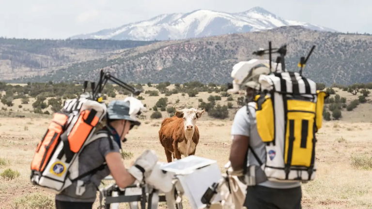 Una vaca se cuela en los ensayos de la misión Artemis III de la NASA