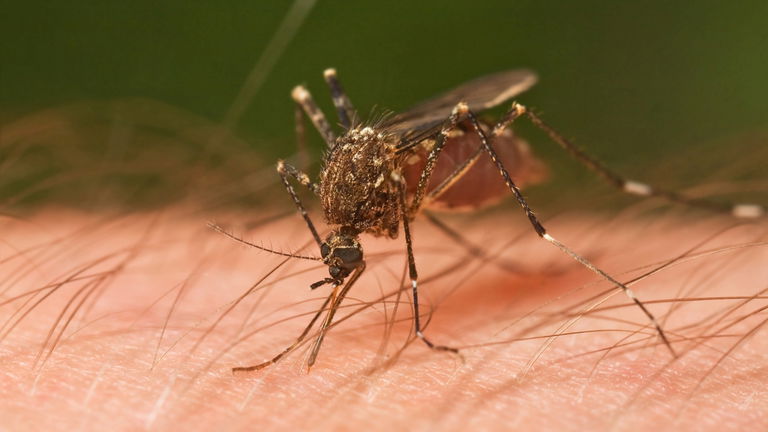 Tres métodos clásicos para repeler mosquitos, que realmente nunca han funcionado