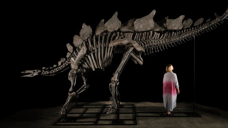 Casi 50 millones de dólares. Eso es por lo que se ha vendido este maravilloso esqueleto de dinosaurio