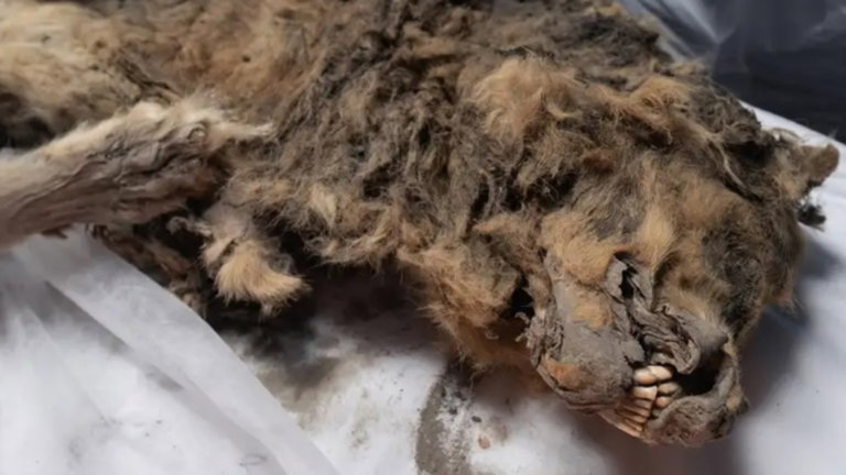 Este lobo lleva congelado miles de años, pero todavía es peligroso. Su cuerpo podría estar lleno de virus