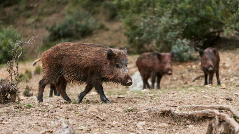 Los 6 animales más peligrosos que viven en España