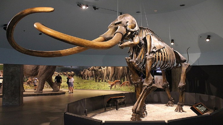 Un estudio del ADN de mamut nos cuenta cómo fue la vida de las últimas manadas de estos animales