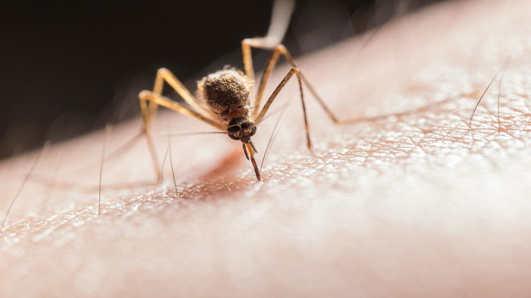 Los mosquitos odian su olor: este tipo de jabón acabará con las picaduras