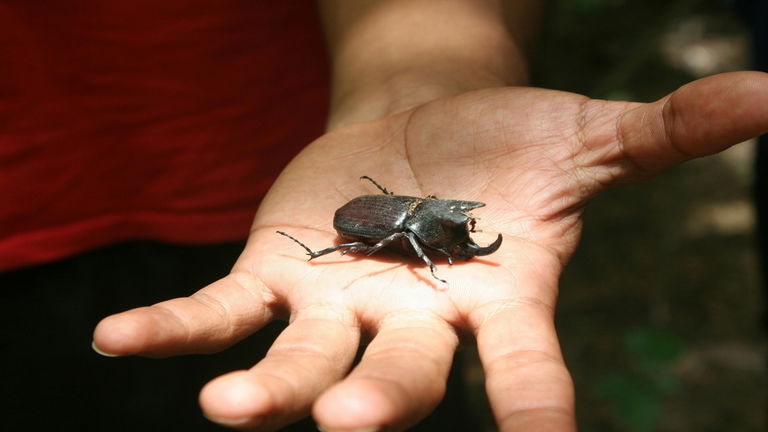 No, tu gymbro no es el animal más fuerte del planeta. Es este pequeño insecto que vive en España