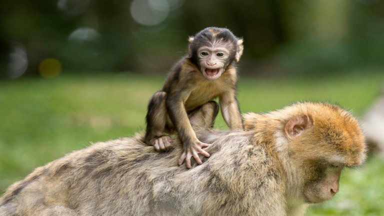 Un grupo de arqueólogos descubren que en Alemania vivía la especie de mono más pequeña que se conoce