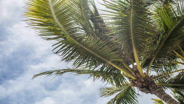 Florida se queda sin uno de sus habitantes más reconocidos. Ha sido culpa del mar y no son las palmeras