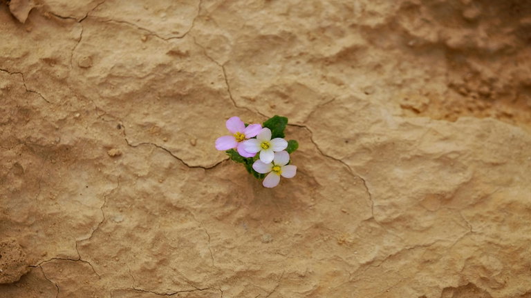 Es el paisaje más seco de la Tierra, pero ahora se ha recubierto de flores tras 10 años sin agua