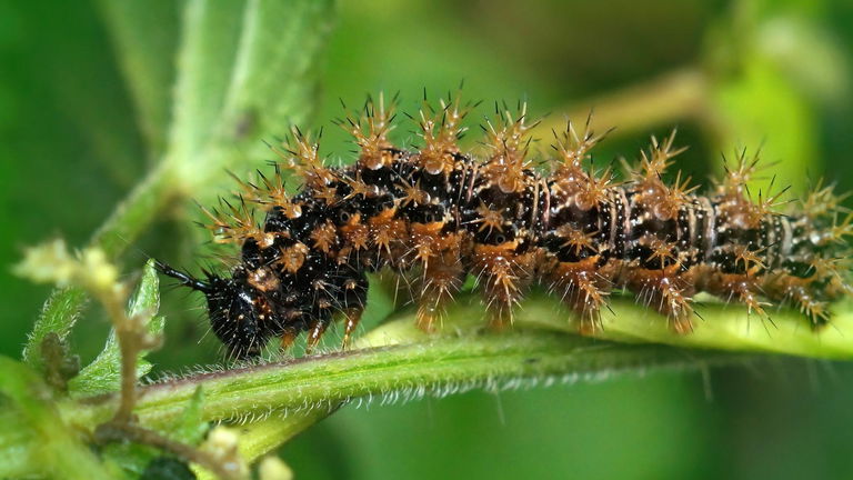 10 animales que hacen la metamorfosis más allá de las mariposas y las ranas