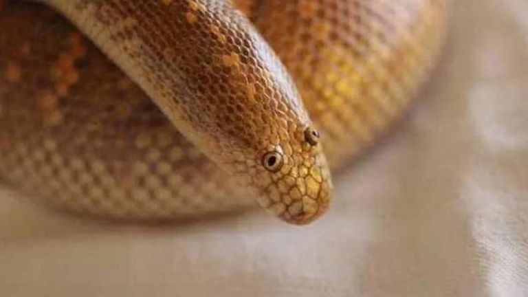 No es una serpiente de broma. La boa de arena árabe existe y sus pequeños ojos son así por una razón