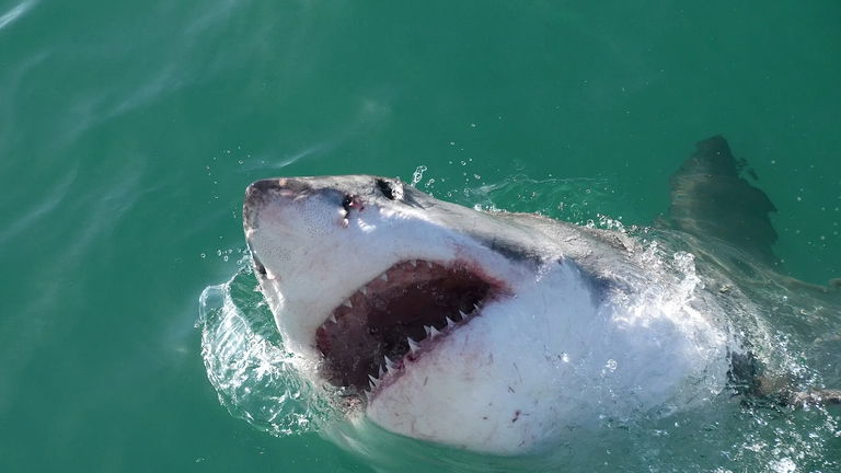 Cuánta gente muere cada año por ataques de tiburones en todo el mundo