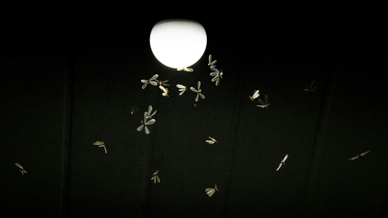 El otoño está a la vuelta de la esquina, pero cuidado: estos insectos seguirán persiguiéndote