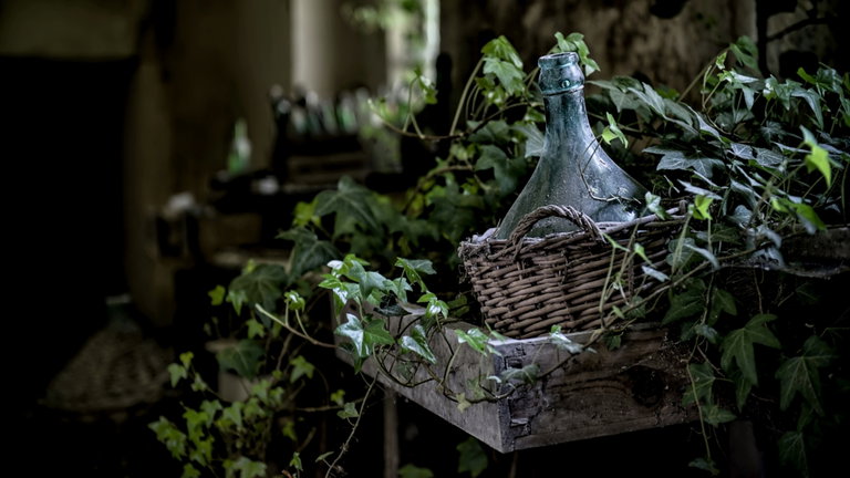 Crecen rápido, necesitan pocos cuidados y es una planta perfecta para decorar este otoño