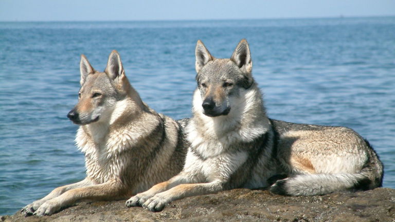 No tiene ni 70 años y viene de un país ya desaparecido: esta raza de perro desciende literalmente del lobo