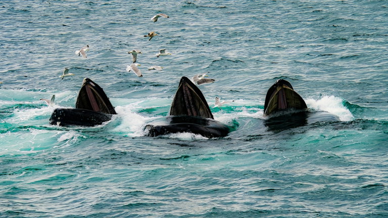 Las ballenas jorobadas están aprendiendo a cazar muchas más presas. Los científicos han descubierto que usan un nuevo método