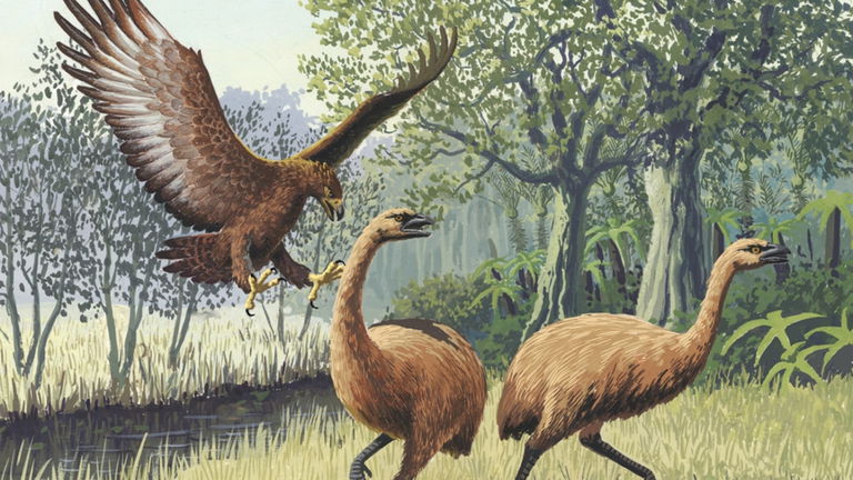 Parecían grandes monstruos prehistóricos y desaparecieron por nuestra culpa: así eran las moas