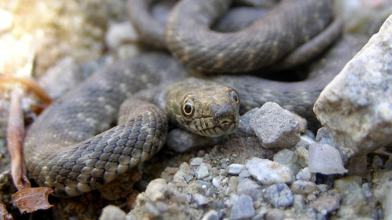 Así funciona la tanatosis, la extraña técnica que algunas serpientes usan para no ser devoradas