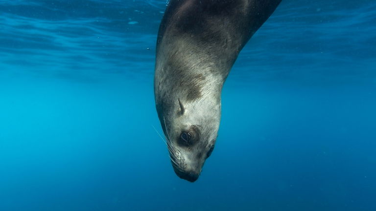 A lomos de leones marinos: así hemos descubierto increíbles hábitats submarinos de Australia