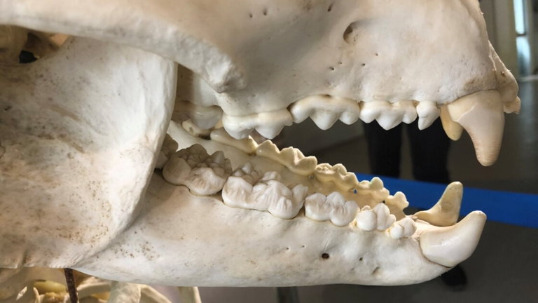 Tiene 10.000 años y está casi intacto: este fósil puede enseñarnos mucho sobre la evolución