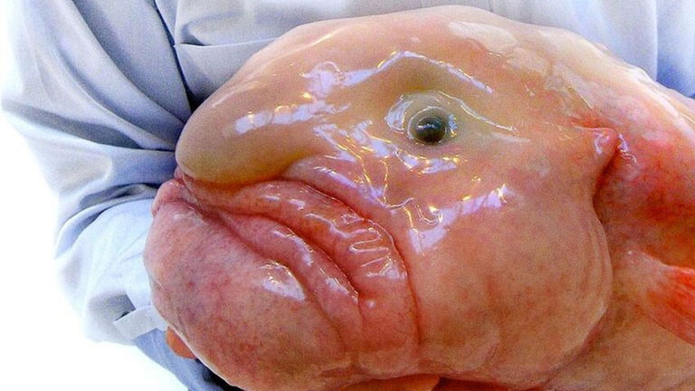 El misterio del pez borrón: difícil de ver, gelatinoso y con una fea cara humana